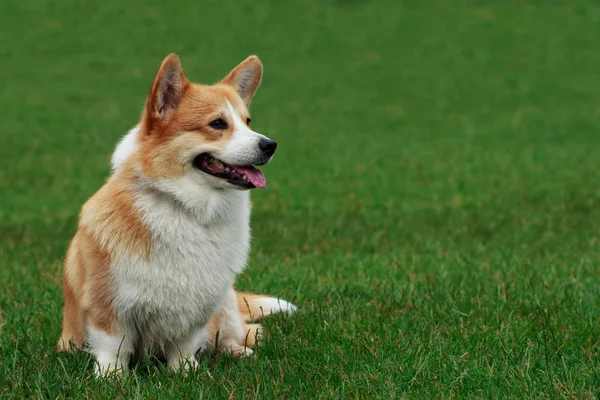 Raça de cães Galês Corgi Pembroke — Fotografia de Stock