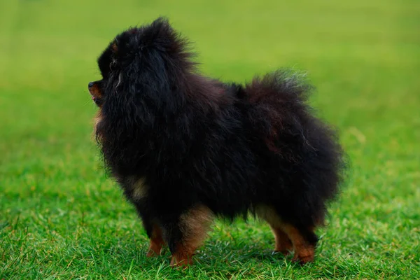 A raça de cão spitz pomeranian — Fotografia de Stock