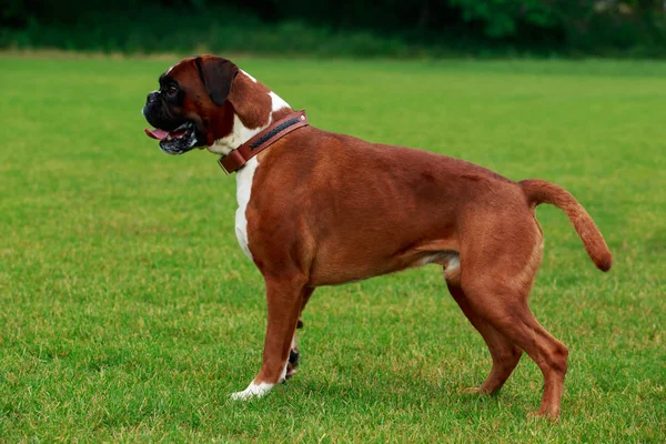 Pies rasy bokser — Zdjęcie stockowe