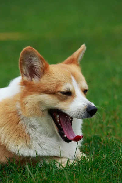 Σκυλί φυλή ουαλλέζικο corgi pembroke — Φωτογραφία Αρχείου