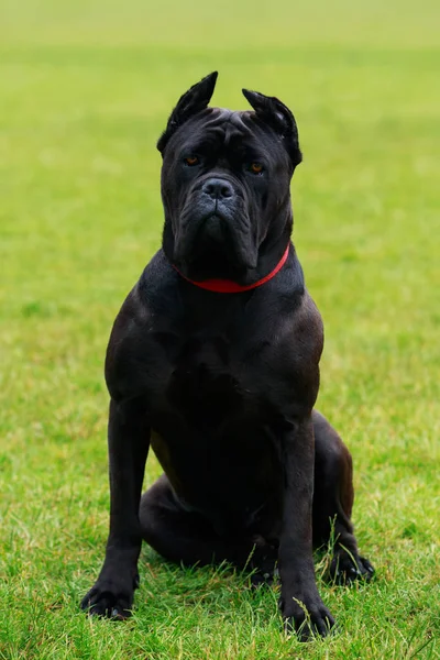 Pies rasy Italiano Cane Corso — Zdjęcie stockowe