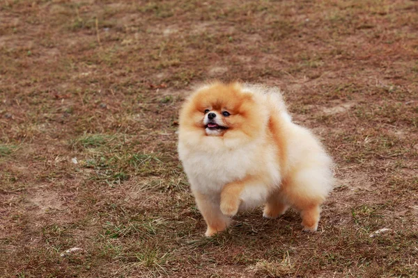 Dog breed Pomeranian spitz — Stock Photo, Image