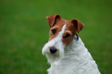 Köpek doğurmak tilki korkunç