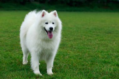 Köpek doğurmak Samoyed