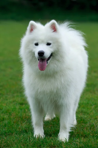 Σκύλοs breed Samoyed — Φωτογραφία Αρχείου