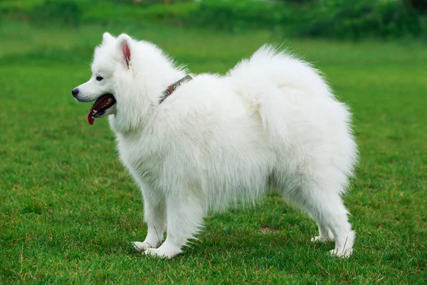 Razza di cane samoyed — Foto Stock