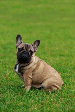 Köpek cinsi Fransız bulldog.