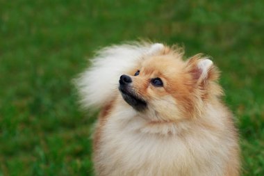 köpek doğurmak pomeranian spitz