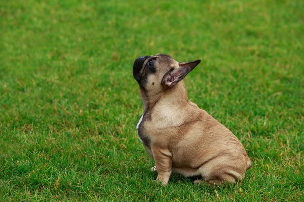 Raça cão bulldog francês — Fotografia de Stock