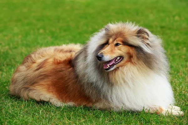 Dog breed Collie — Stock Photo, Image