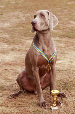 cins köpek Weimaraner