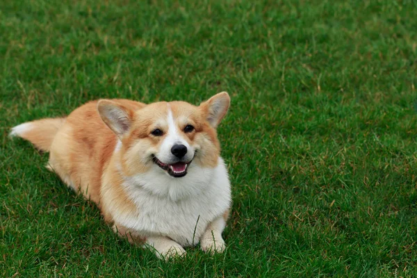 Raça de cães Galês Corgi Pembroke — Fotografia de Stock