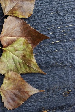 Arkaplan için ahşap doku