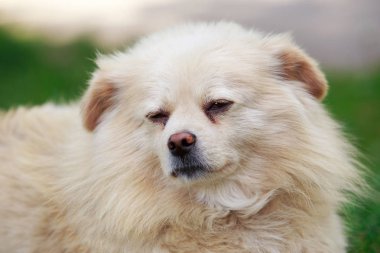 Çimlerin üzerindeki köpek