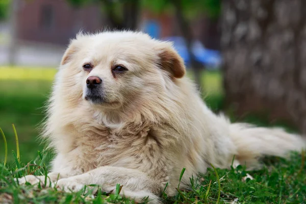 Cão na grama — Fotografia de Stock