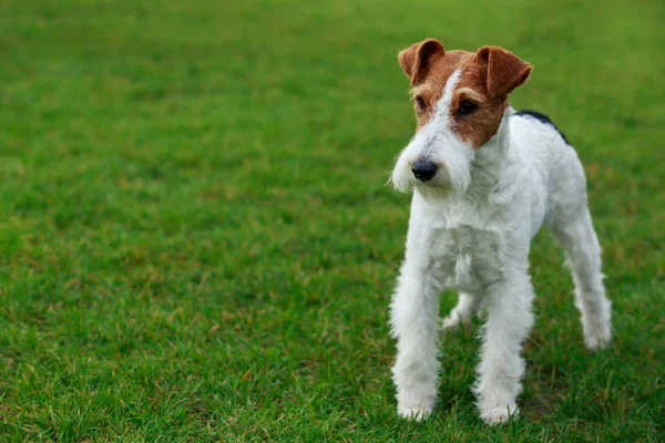 Pies rasy Fox terrier — Zdjęcie stockowe