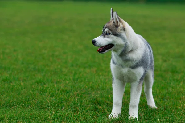 Raça cão siberiano husky — Fotografia de Stock