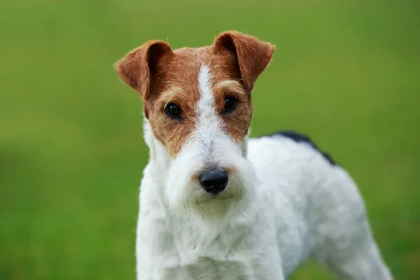 Pies rasy Fox terrier — Zdjęcie stockowe