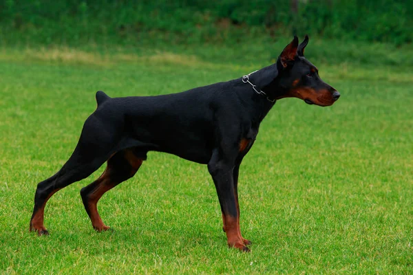 Raça cão Doberman Pinscher — Fotografia de Stock