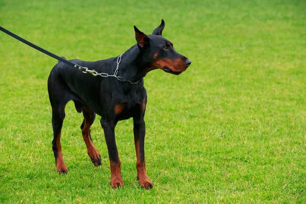 köpek doğurmak Doberman Pinscher