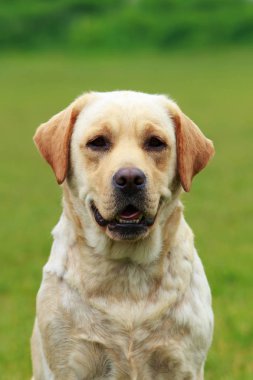labrador köpek doğurmak