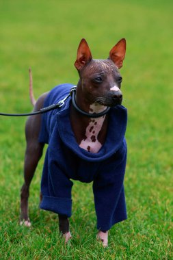 Köpek doğurmak Amerikan tüysüz Terrier