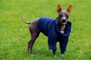 Köpek doğurmak Amerikan tüysüz Terrier