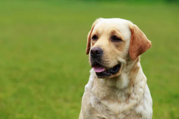 Raza de perro Labrador — Foto de Stock