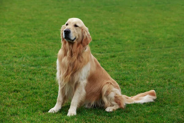 Pies rasy golden retriever — Zdjęcie stockowe