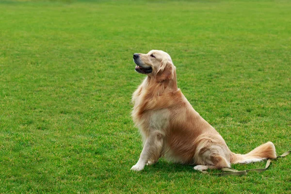 Chien race golden retriever — Photo