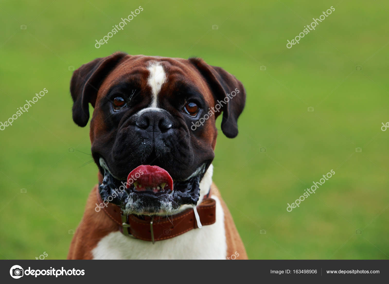 Boxer De Race De Chien Photographie Deviddo 163498906