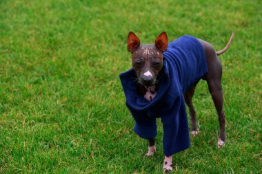 Köpek doğurmak Amerikan tüysüz Terrier