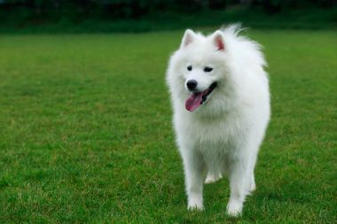Köpek doğurmak Samoyed