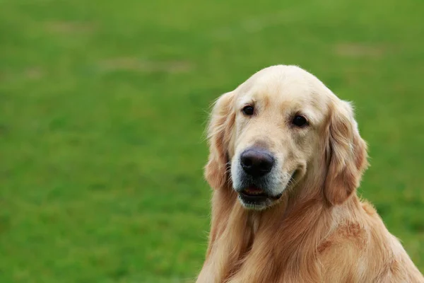 Chien race golden retriever — Photo