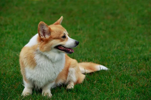 Raça de cães Galês Corgi Pembroke — Fotografia de Stock