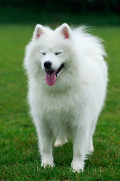 Dog breed Samoyed — Stock Photo, Image