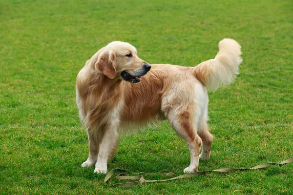 Chien race golden retriever — Photo