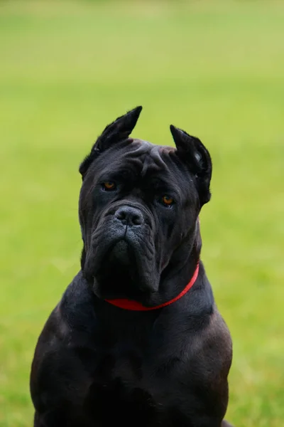 Pies rasy Italiano Cane Corso — Zdjęcie stockowe