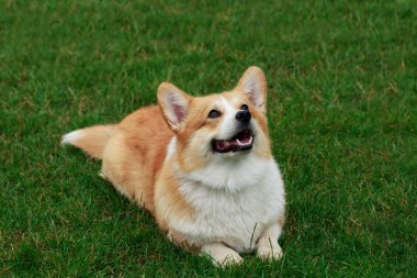 köpek doğurmak Galce corgi pembroke
