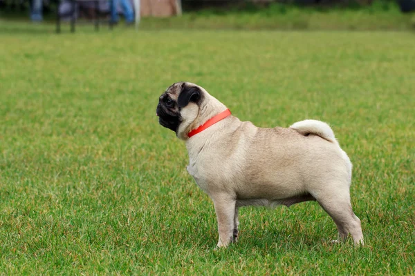 Mops-Hunderasse — Stockfoto