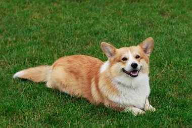 köpek doğurmak Galce corgi pembroke