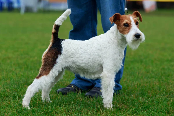 Pies rasy Fox terrier — Zdjęcie stockowe