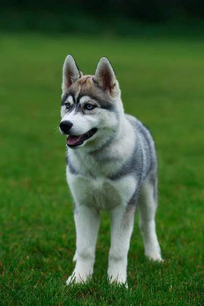 Собачья порода сибирская хаски — стоковое фото