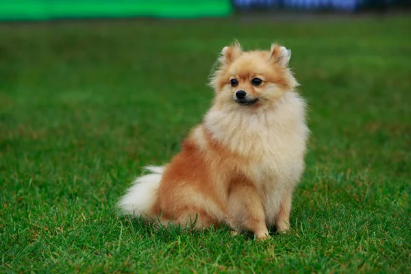 Порода собак померанский шпиц — стоковое фото