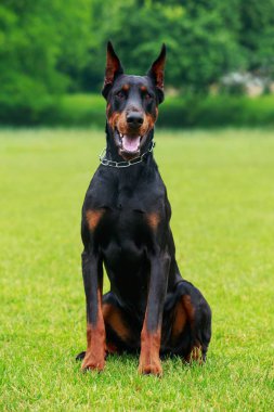 köpek doğurmak Doberman Pinscher