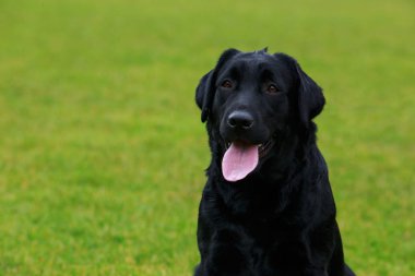 labrador köpek doğurmak