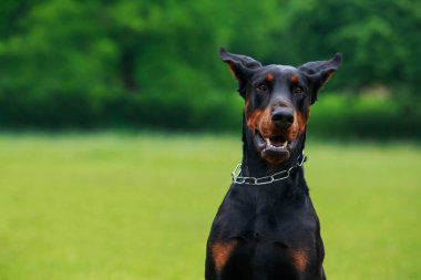 köpek doğurmak Doberman Pinscher