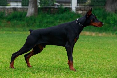köpek doğurmak Doberman Pinscher