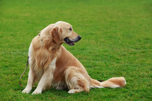 Chien race golden retriever — Photo