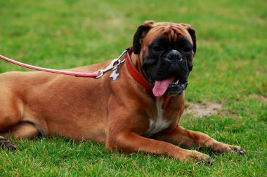 köpek doğurmak boksör